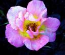hawaiin-flower-pink.jpg